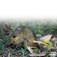 گونه موش بوته‌ زار هندی Indian Bush Rat  